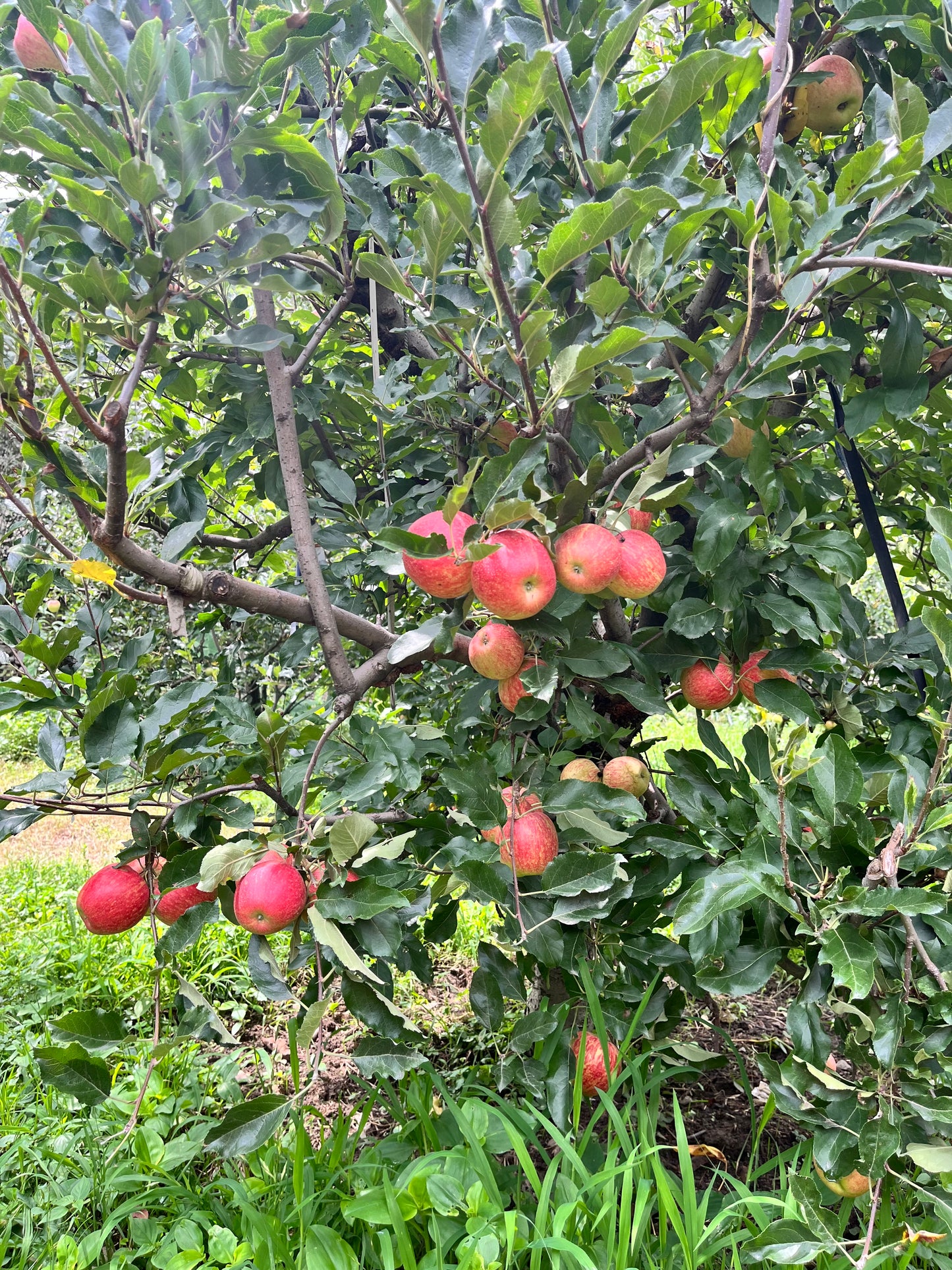 Gaja Apple β Gwalerai, Swat