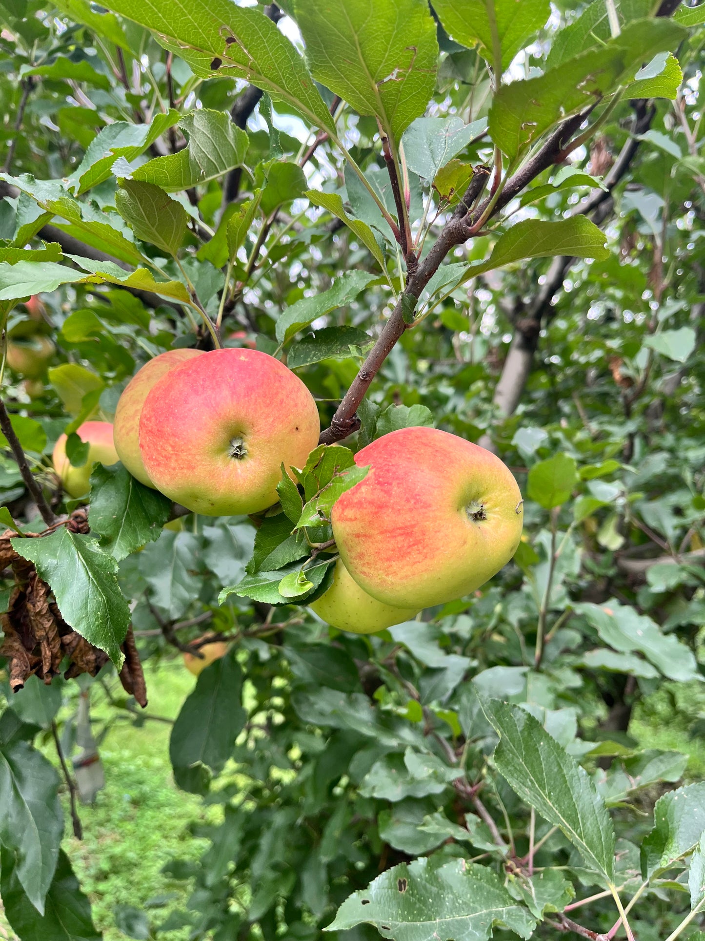 Golden Apple — Gwalerai, Swat