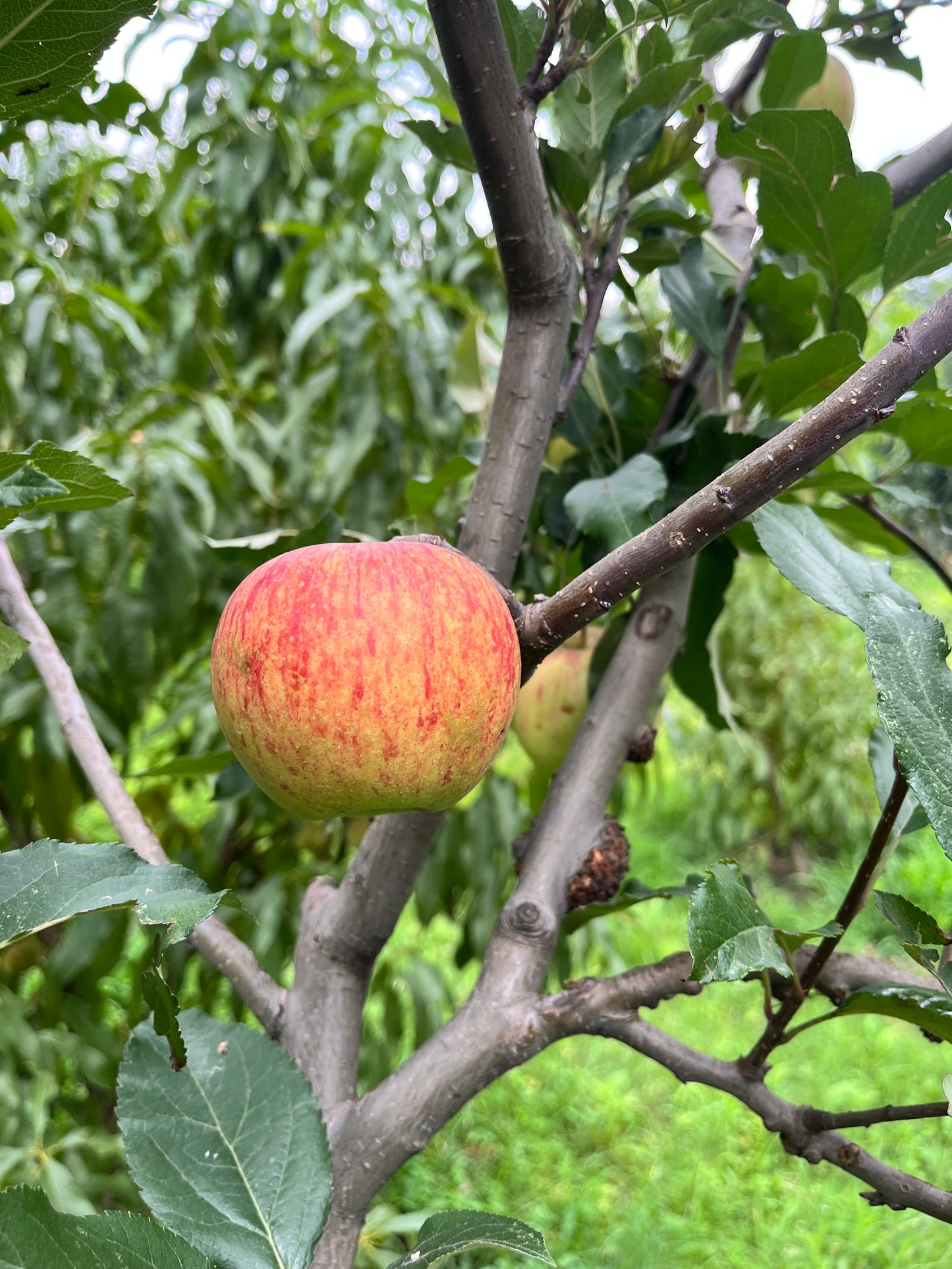 Golden Apple — Gwalerai, Swat
