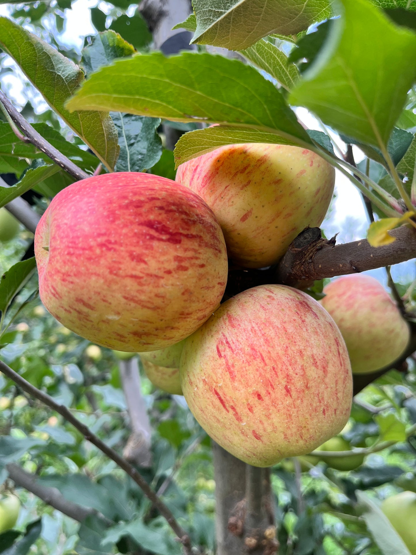 Golden Apple — Gwalerai, Swat