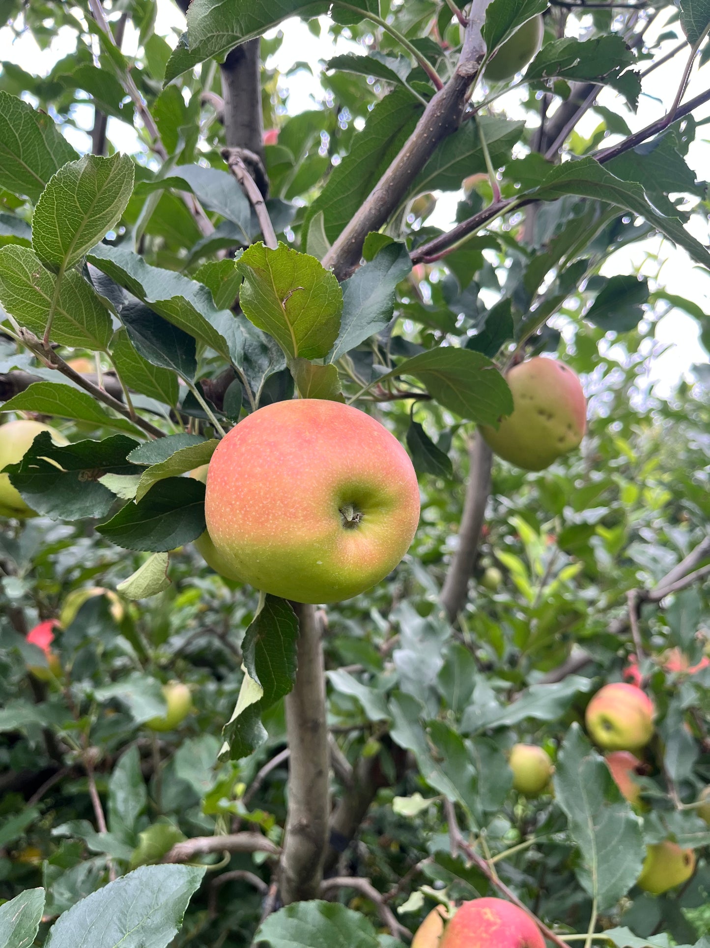 Golden Apple — Gwalerai, Swat