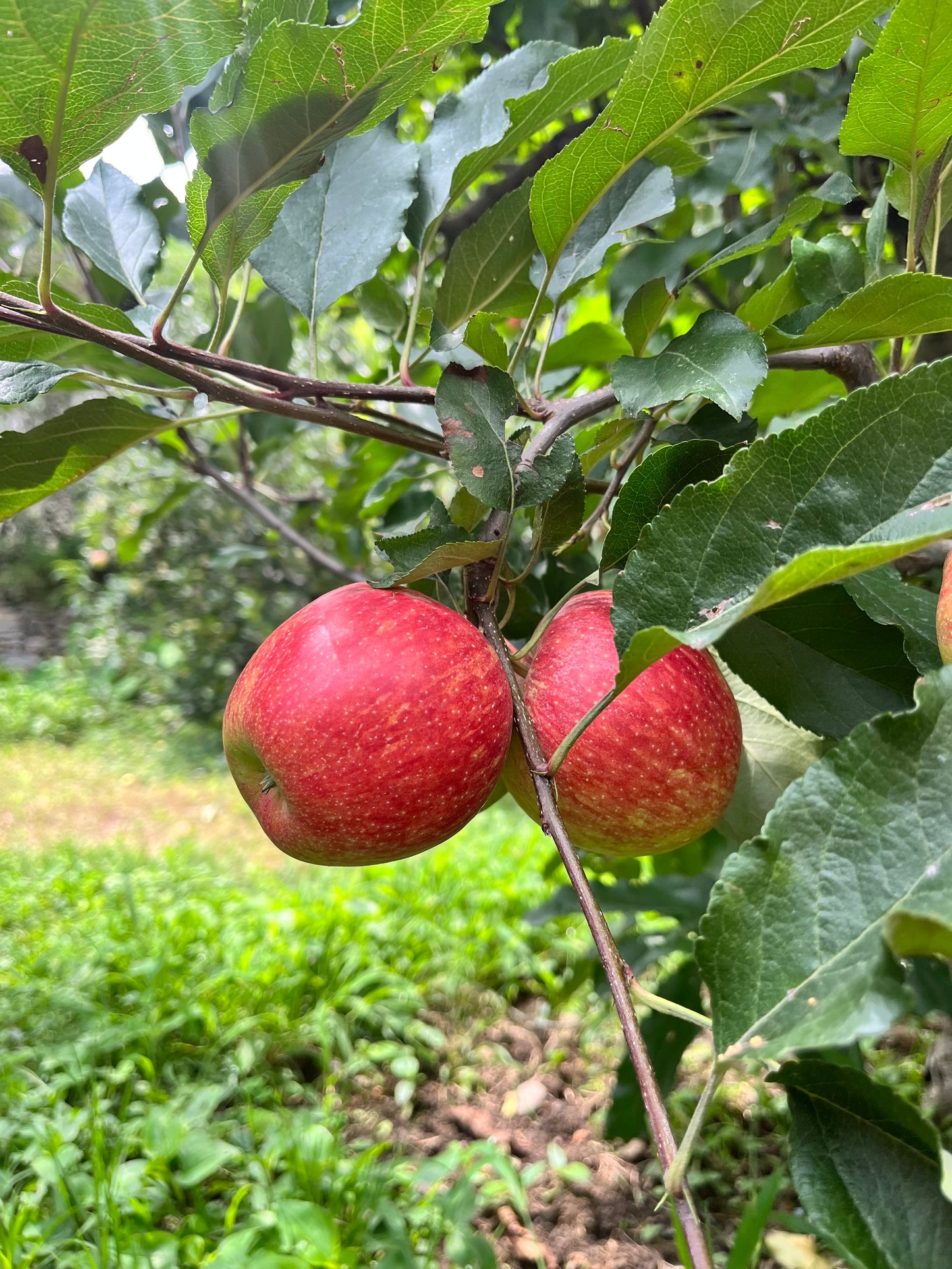 Gaja Apple — Gwalerai, Swat