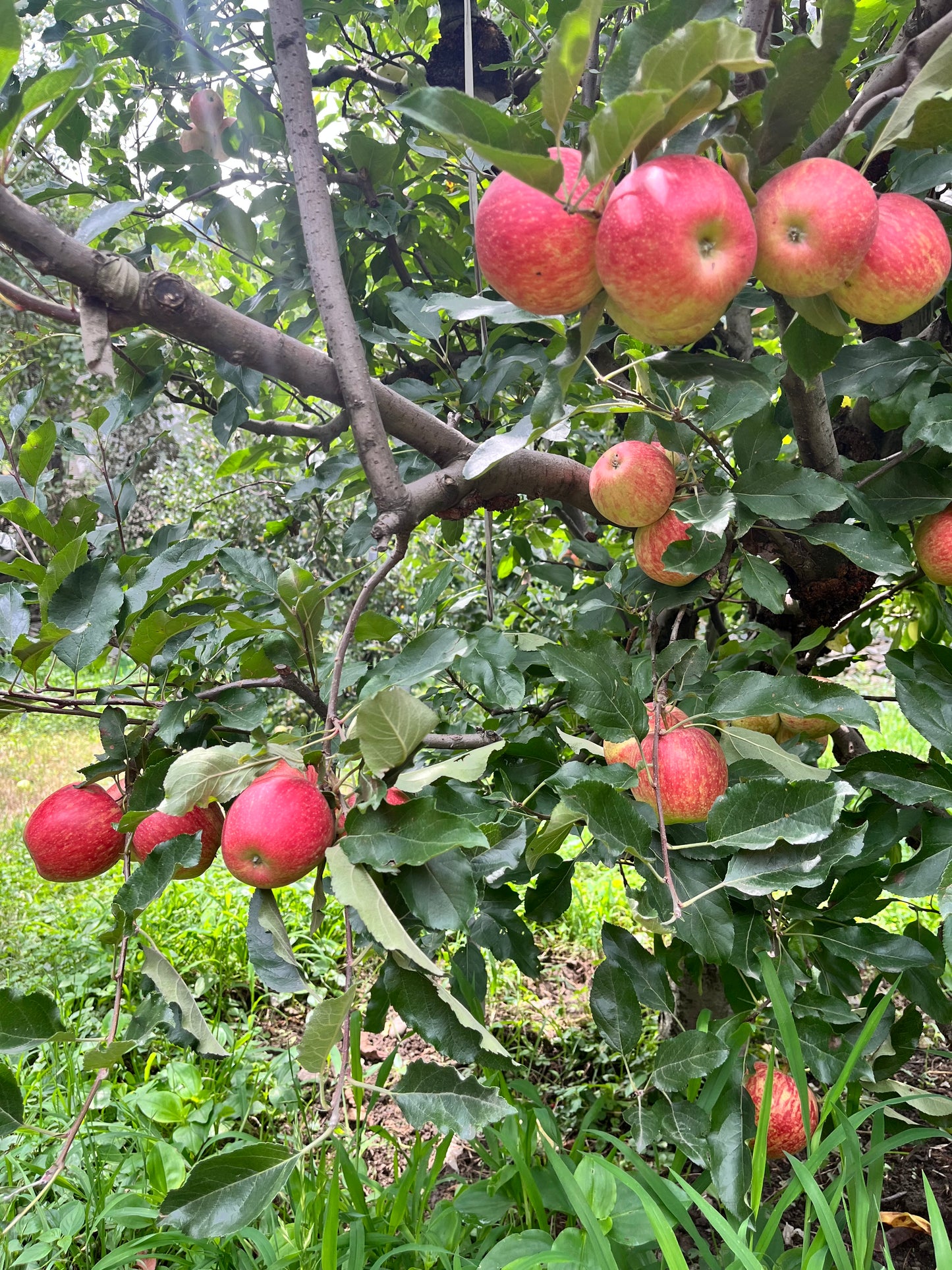 Gaja Apple — Gwalerai, Swat