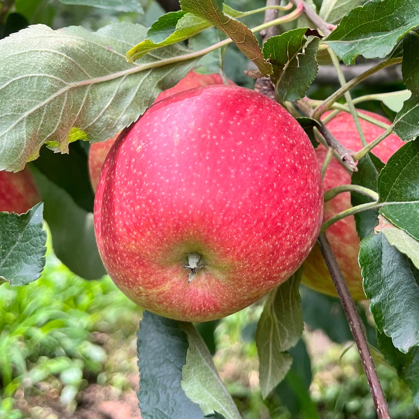 Gaja Apple — Gwalerai, Swat