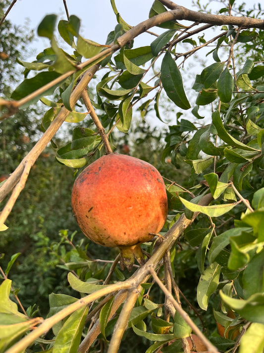 Sava — The Reserve White Anar of Alipur