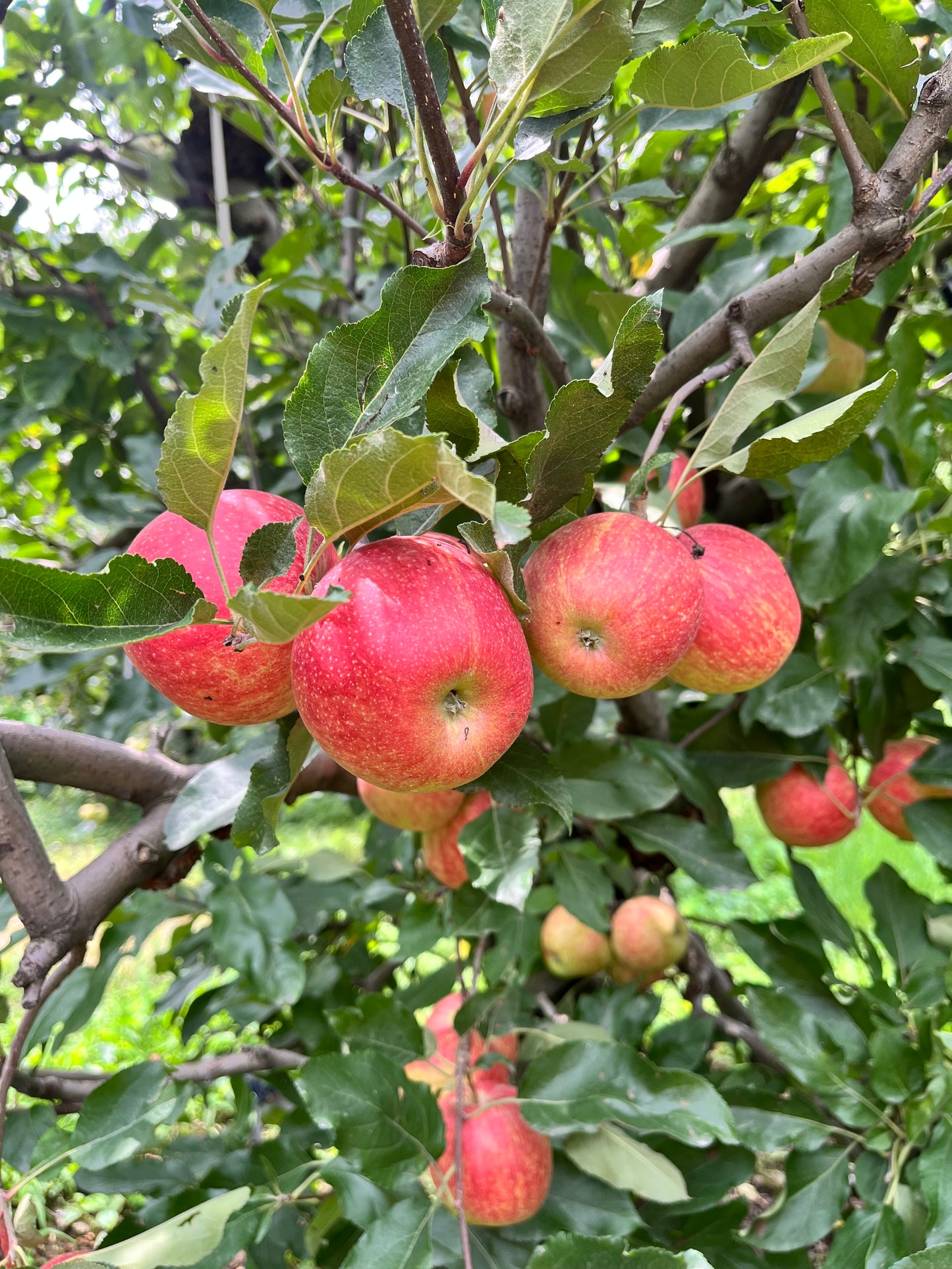 Gaja Apple — Gwalerai, Swat