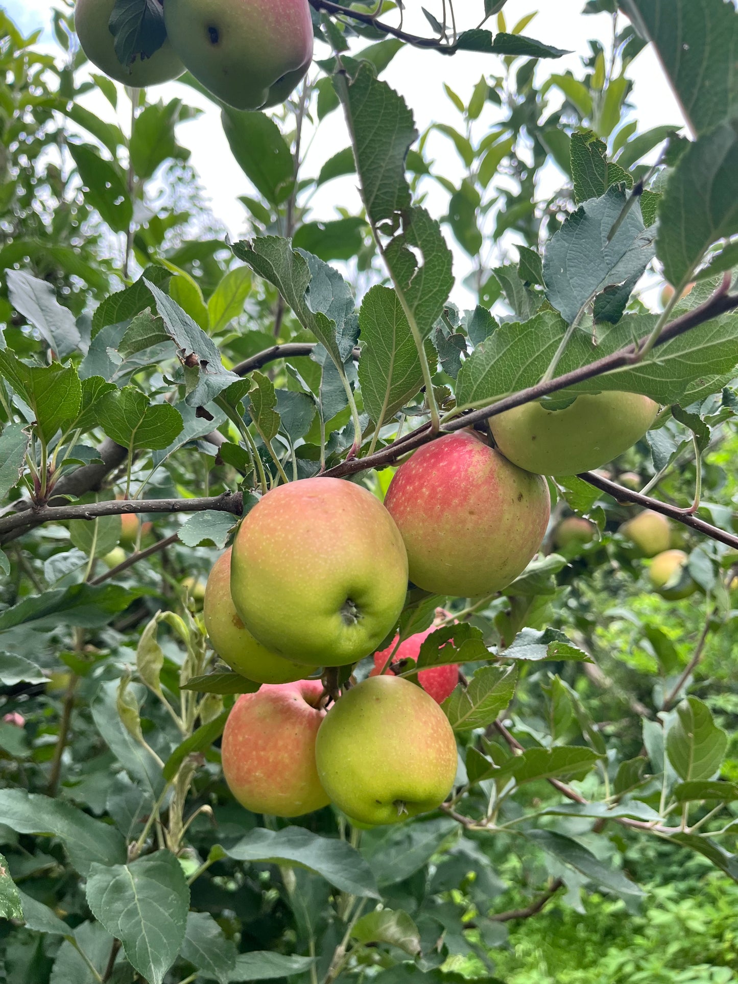 Golden Apple — Gwalerai, Swat