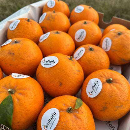 Farm Fresh Sargodha's Golden Kinnow - Hand Plucked - Limited Season Only - Fruitofy