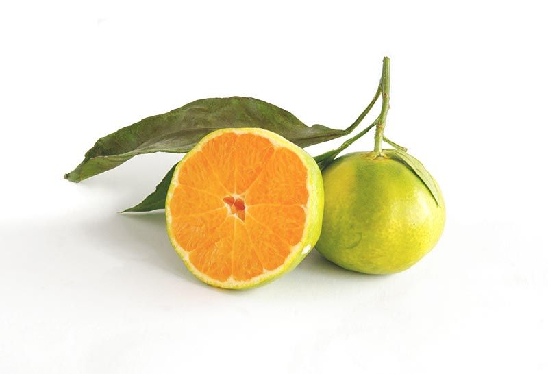 Mosambi Orange (Malta)