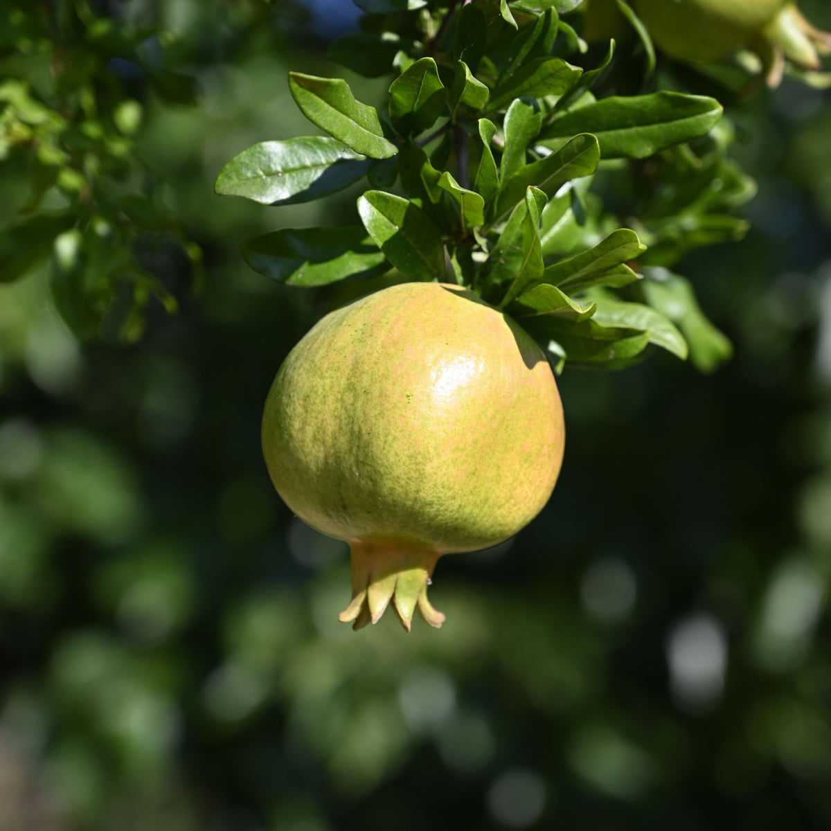 Sava white anar (white pomegranate) from Alipur - Fruitofy